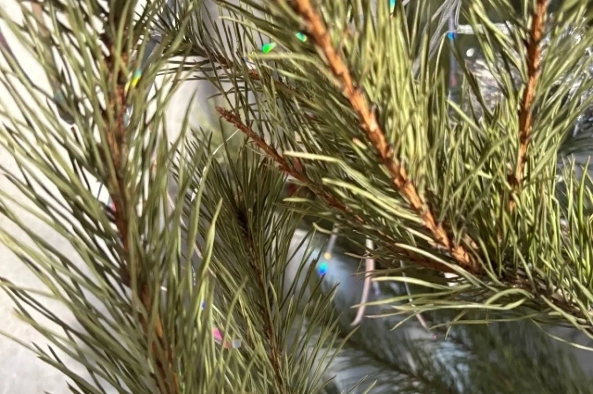 Теплицу для хвойных деревьев планируют построить в Новосибирской области