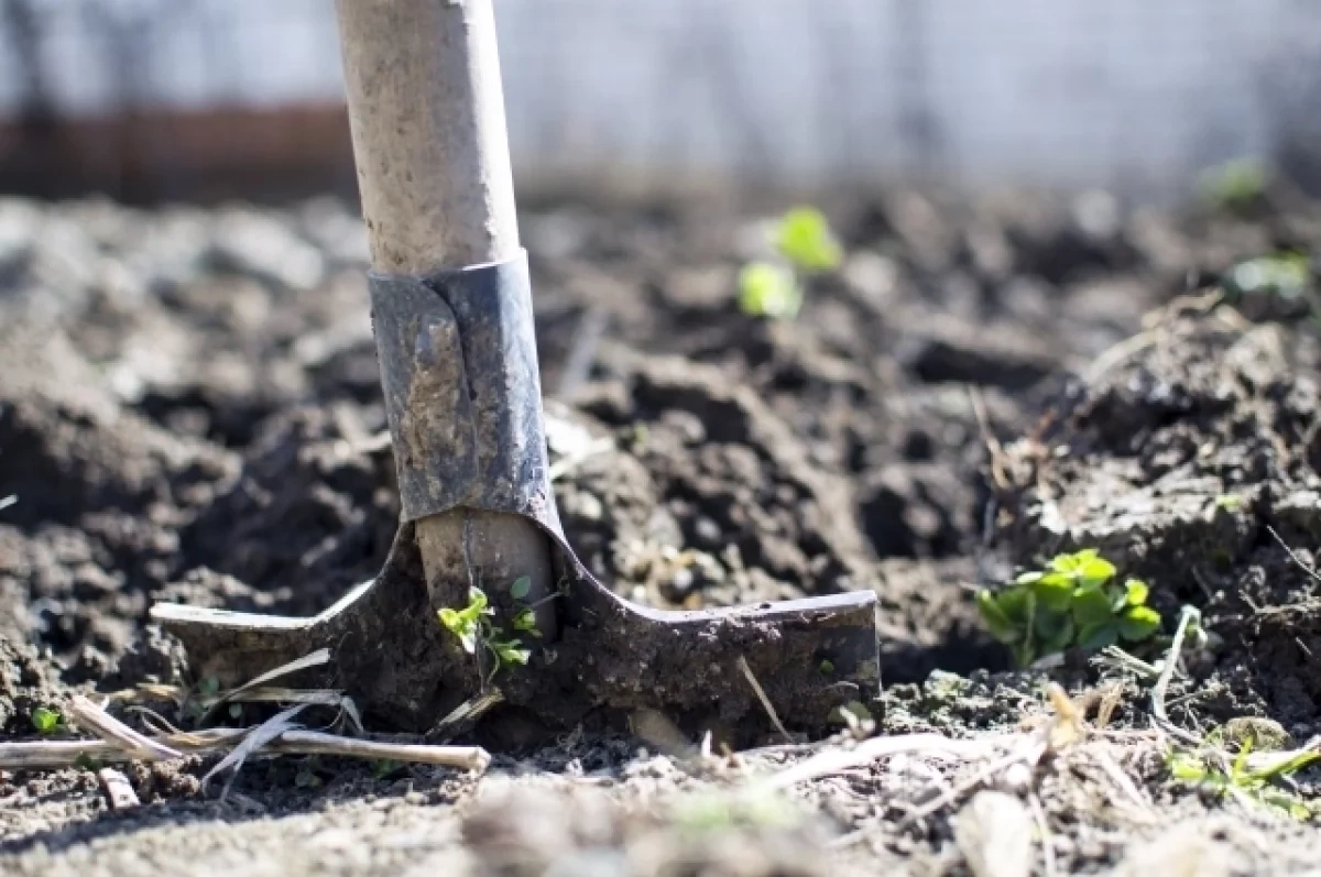 В Октябрьском районе Новосибирска высадили более 50 деревьев