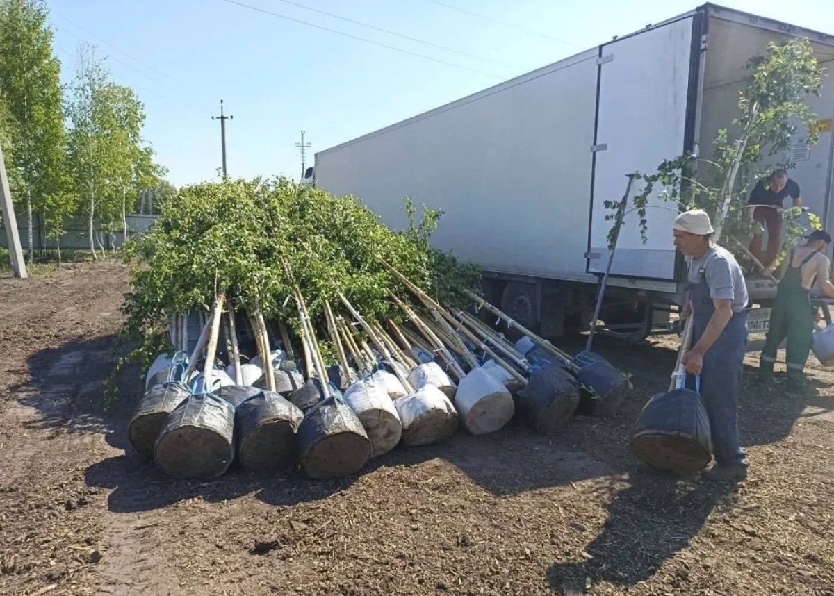 В Новосибирске в 2026 году продолжат озеленение газонов и высадку деревьев