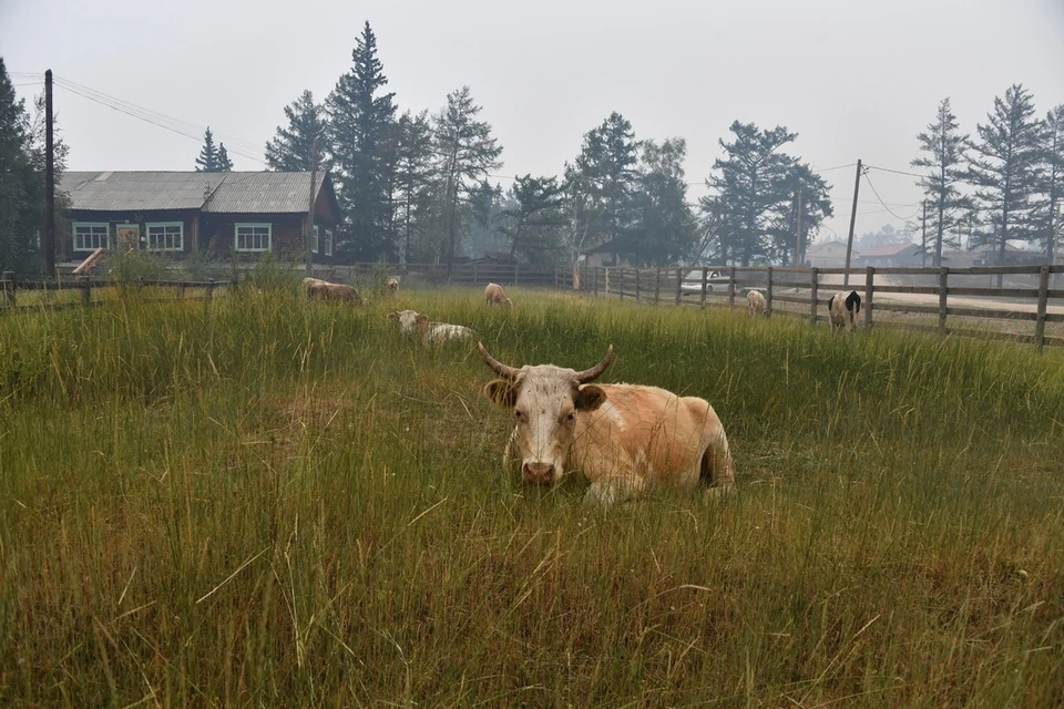 В трех районах Новосибирской области ввели карантин по бешенству