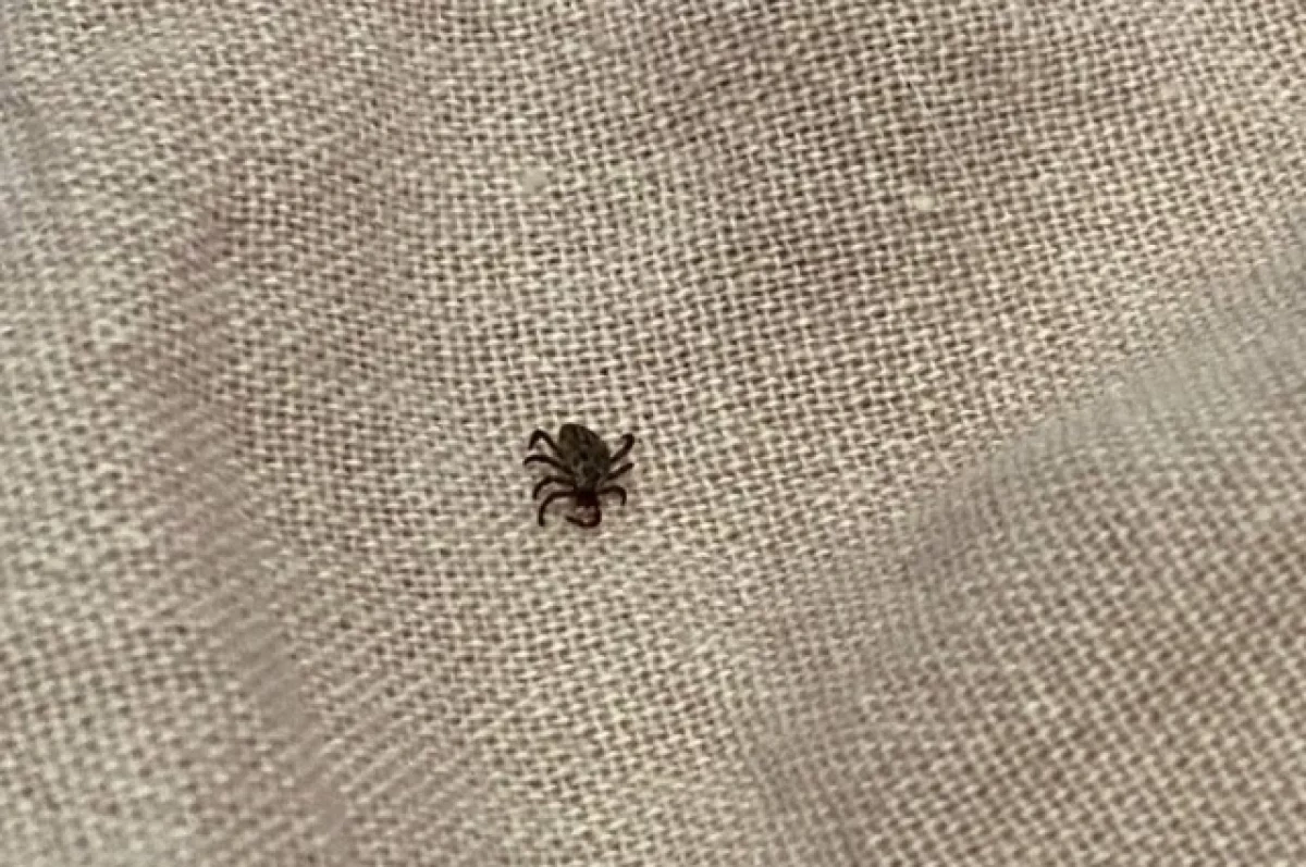 Новосибирцев предупреждают о нашествии клещей и комаров летом