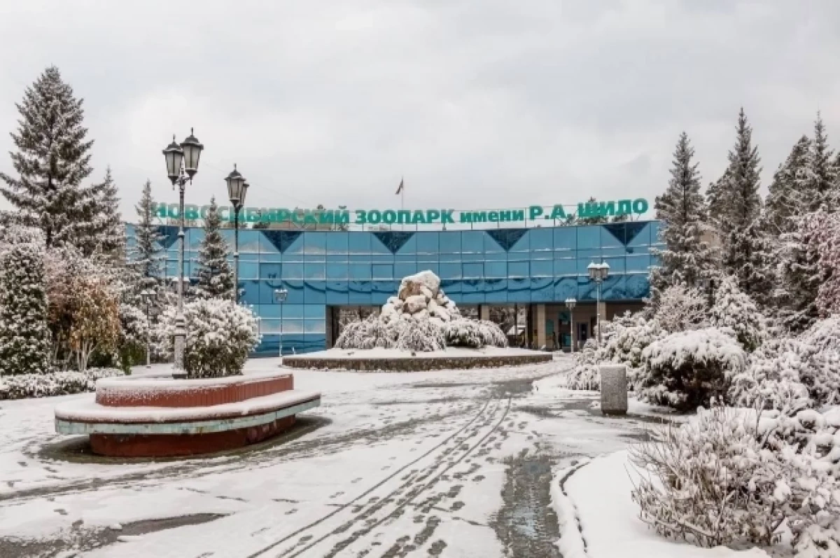 Два щенка редких кустарниковых собак родились в Новосибирском зоопарке