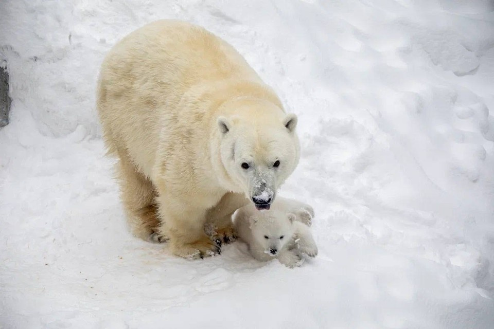 Белые медведи Кай и Герда из новосибирского зоопарка снова родили медвежонка