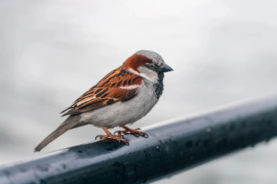 В Новосибирске стартовала перепись воробьев