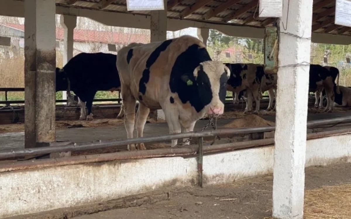 В Новосибирской области не выявлено новых случаев заболевания пастереллезом