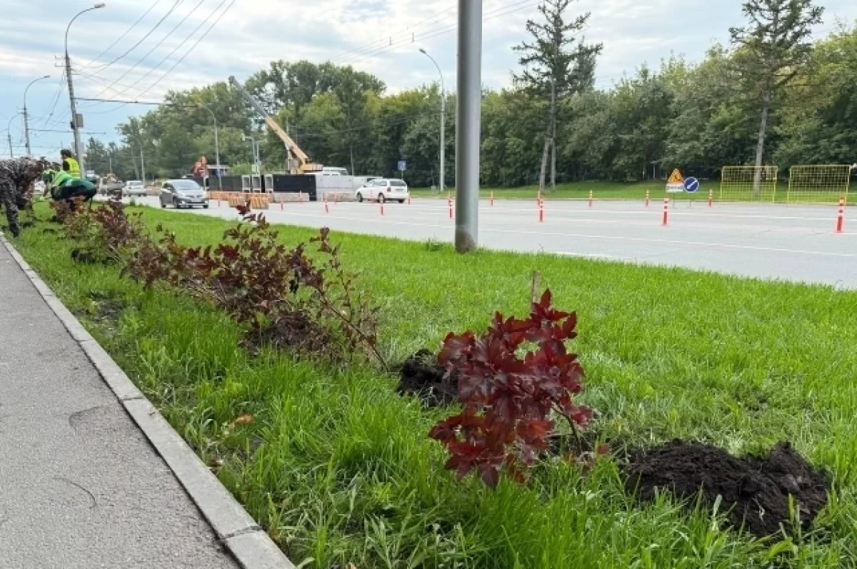 На Богдана Хмельницкого в Новосибирске обновили 5 тысяч кв. метров газонов