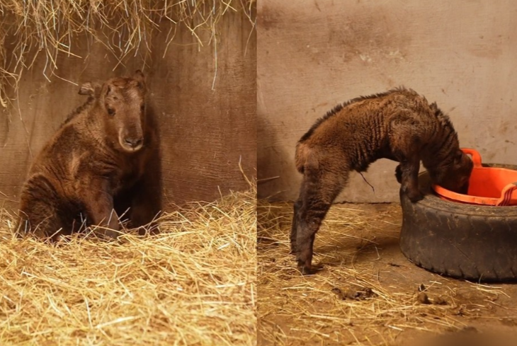 «Вовсю исследует мир»: у единственной в России пары золотистых такинов родился детеныш