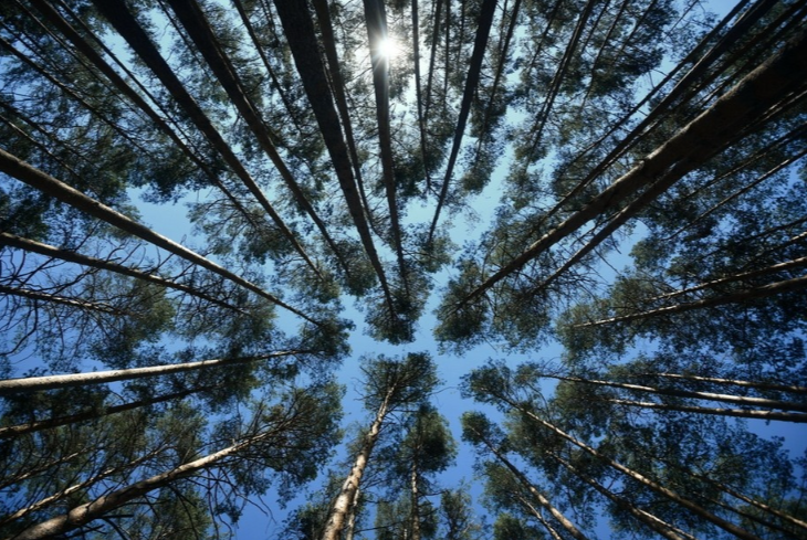 Новый вредитель выявлен в Маслянинском лесничестве Новосибирской области