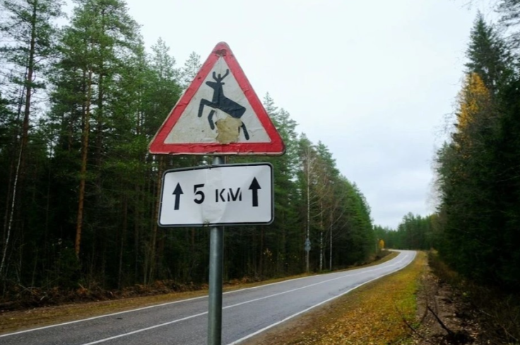 В Новосибирской области за год стало на 746 лосей больше