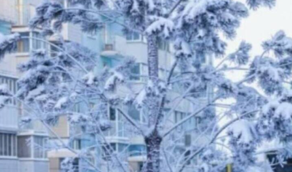 Учёные предупредили новосибирцев о возможном росте активности клещей