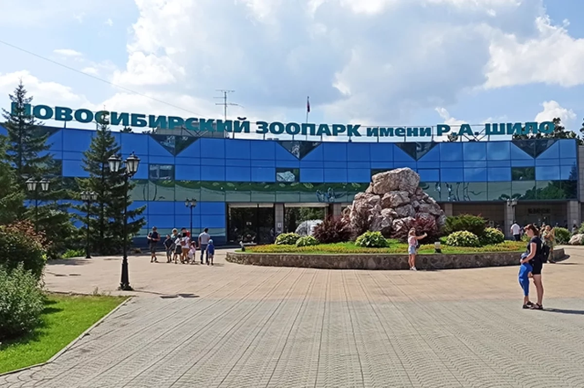 Три маленькие пумы родились в Новосибирском зоопарке