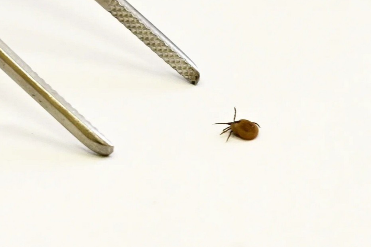 В Новосибирской области с начала сезона 27 человек пострадали от укусов клещей