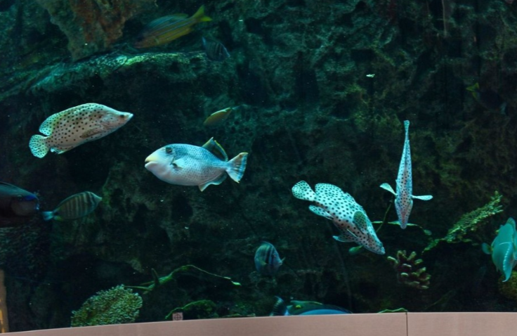 В Новосибирск из Таиланда привезли 18 тысяч аквариумных рыбок