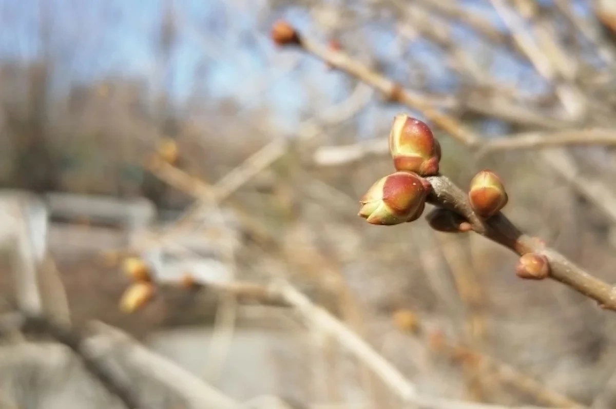 В Новосибирской области напомнили о правилах сжигания сухой травы