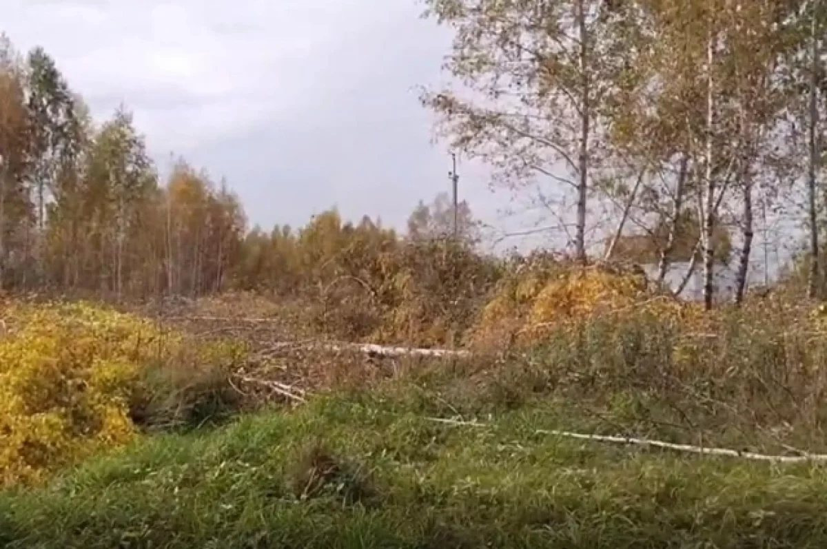 В Новосибирской области вырубка леса за квартал сократилась в 29 раз