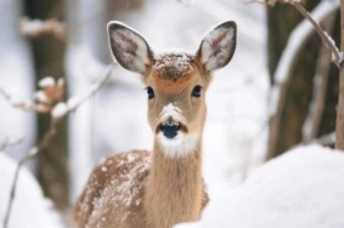Животных в новосибирских лесах становится больше