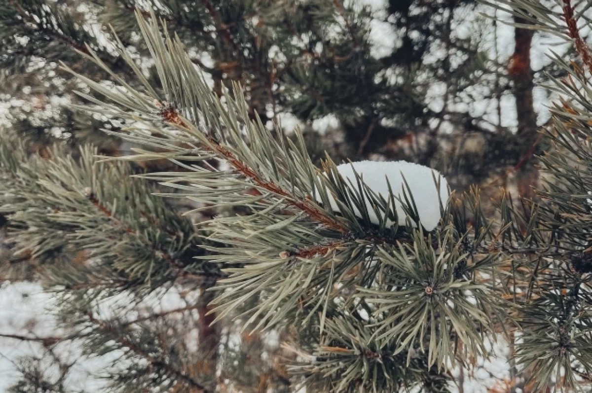 Потепление придёт в Новосибирск 5 февраля