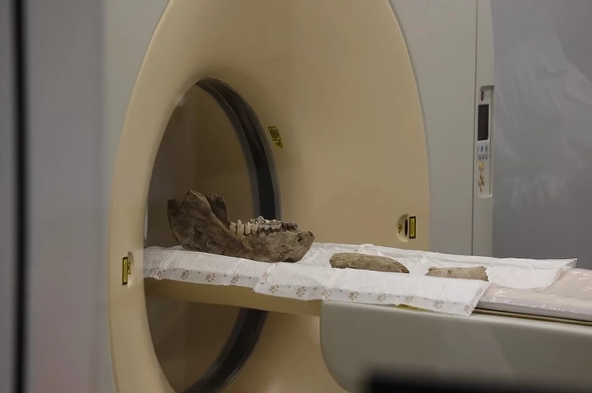 Новосибирские ученые впервые изучили челюсти шерстистого носорога на КТ