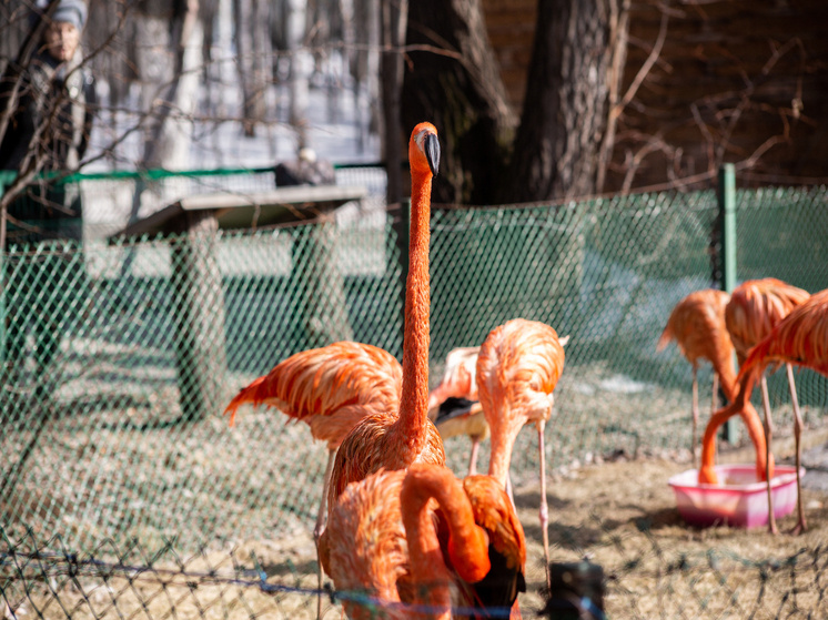 Фламинго Новосибирского зоопарка вышли на весенние прогулки