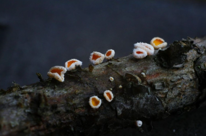 Редкий гриб с белой бахромой нашли в лесу под Новосибирском