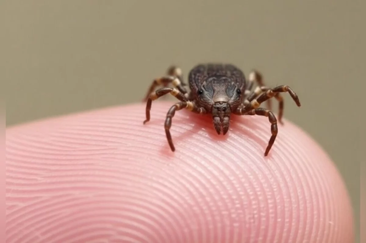 Клещи покусали троих новосибирцев с начала сезона