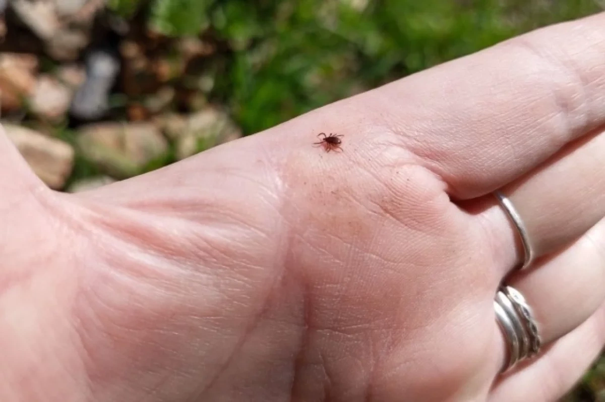 В Новосибирске рассказали, как защититься от клещей