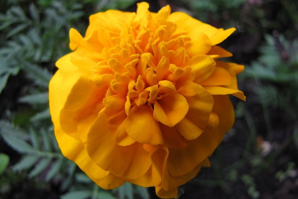 В Новосибирске ко Дню Победы высадят пять тысяч бархатцев и гераней