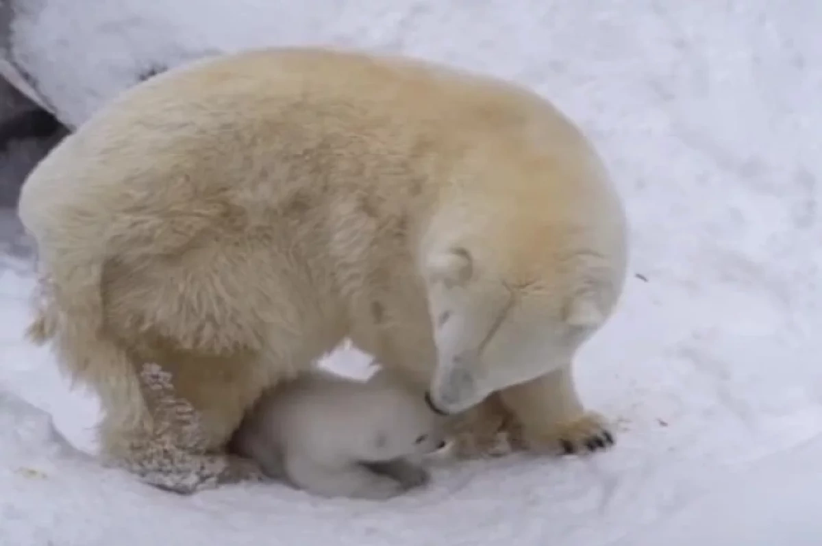 Новосибирский зоопарк объявил конкурс на имя для белого медвежонка