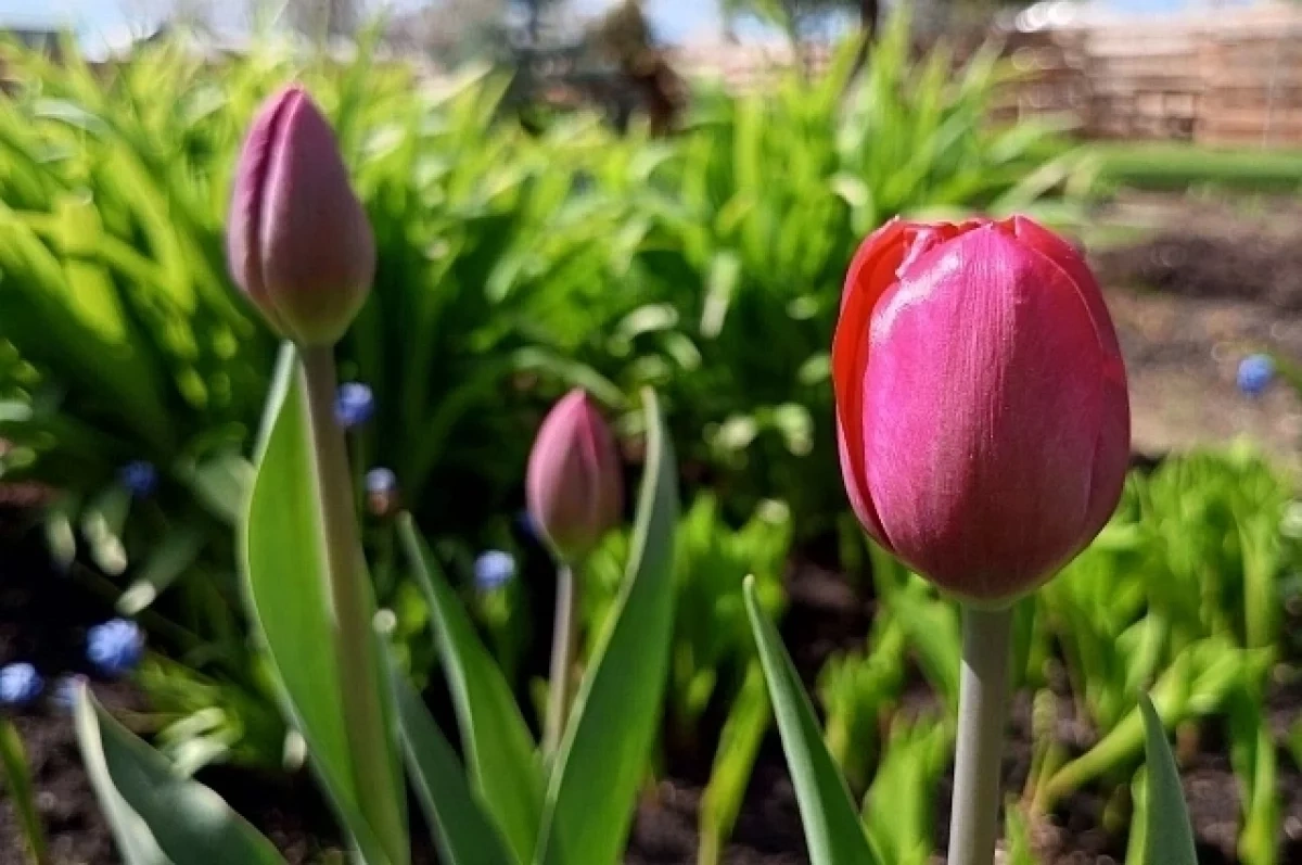 Стала известна погода на майские праздники в Новосибирске