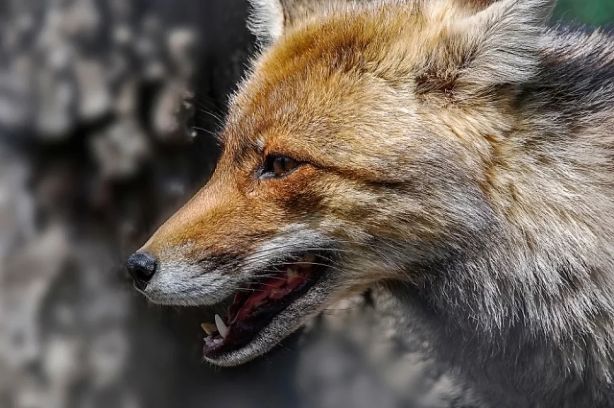 В Новосибирске ввели двухмесячный карантин из-за очага бешенства