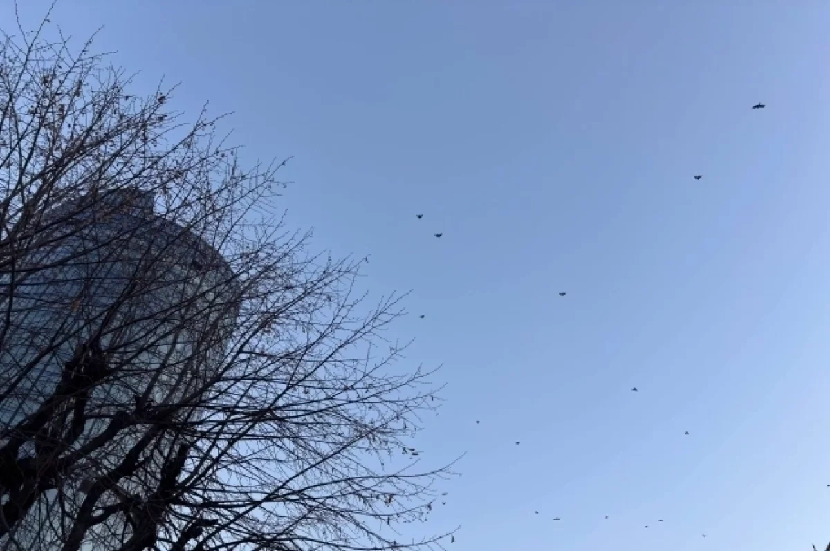 Орнитологи рассказали, какие редкие птицы появились на окраине Новосибирска