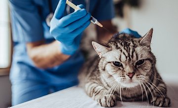 В Новосибирске запустят производство вакцин для животных