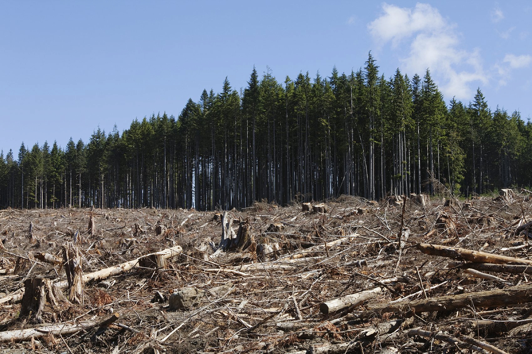 Более 2 миллионов квадратных метров леса погибло в Новосибирской области