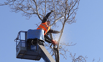 В Кировском районе Новосибирска займутся спилом аварийных деревьев