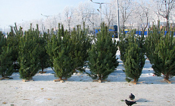 В Новосибирске новогодние елки подорожали в два раза