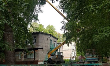 Депутат новосибирского ЗакСа помог привести в порядок аварийные деревья на территории детского сада