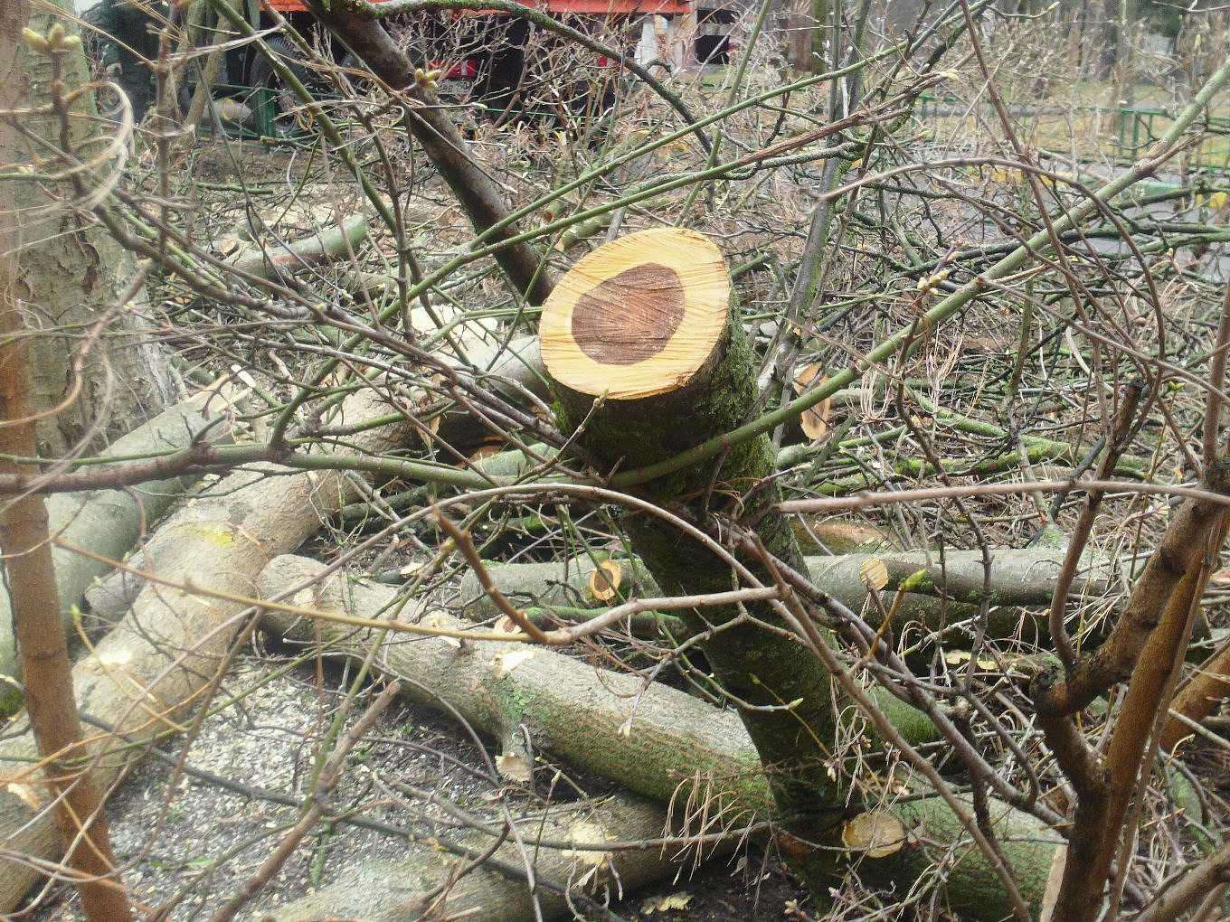 В Новосибирске проверят факт вырубки деревьев