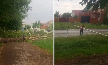 В Бердске упали деревья во время шторма